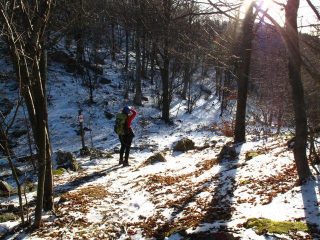 Nel bosco in discesa