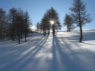 nel bosco intonso