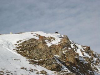 camoscio in vetta