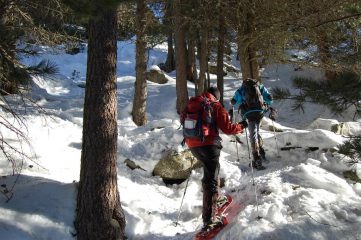 salendo nel bosco 