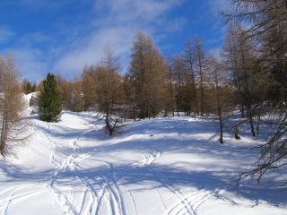 Nel bosco regna la crosta
