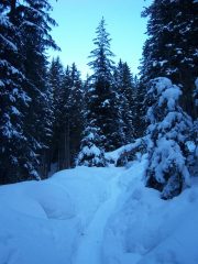 foto 1_bosco
