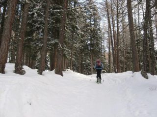 SALITA NEL BOSCO