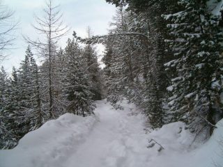 Magico bosco innevato!