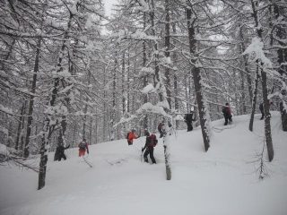 bosco magico