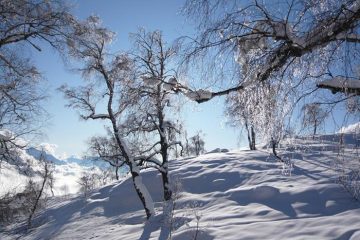Betulle in controluce