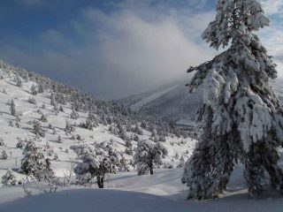 bosco di gnomi