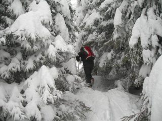 salendo nel bosco imbiancato