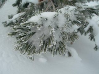 particolari