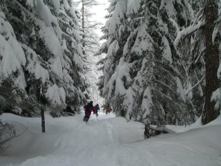 scendendo nel bosco