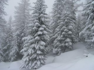 il bosco