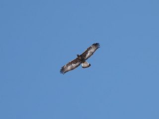 aquila