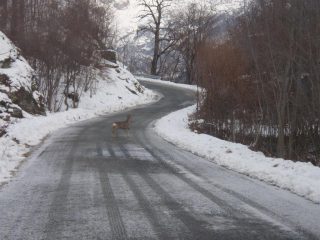 Bambi in cerca di cibo