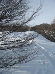 Traccia nel bosco