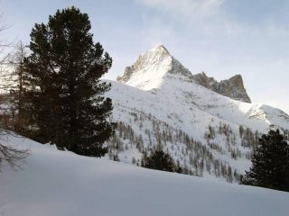 Pelvo all'uscita dal bosco