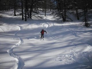 il bosco dei balocchi...