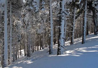 Nel bosco incantato