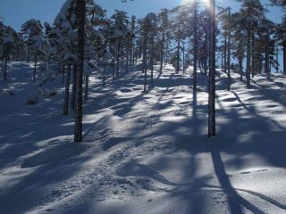 discesa nel bosco a nord