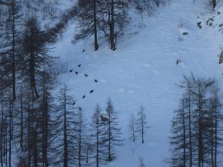 Gruppo di camosci