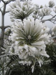 Fiore di ghiaccio