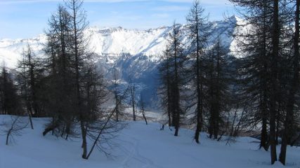 Bosco di larici......