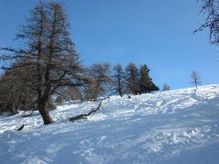 al termine del bosco