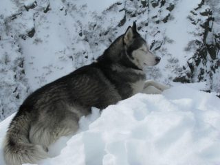 Il bel quattrozampe in siesta sulla cima