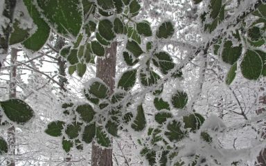 macchia di colore nel bosco