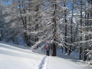 uscita dal bosco