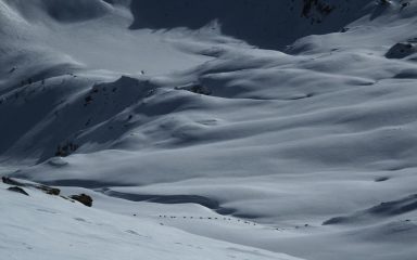 comitiva di camosci