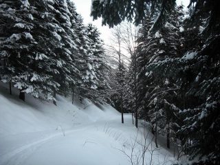 nella pineta