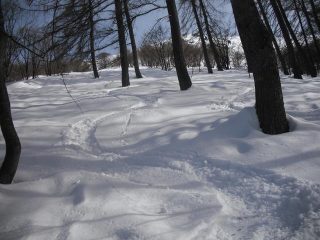 si gira bene anche nel bosco