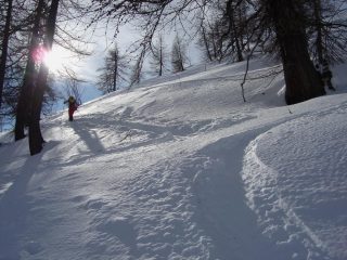 Salendo nel lariceto