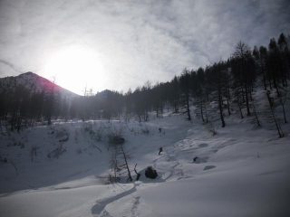 stupenda nel lariceto
