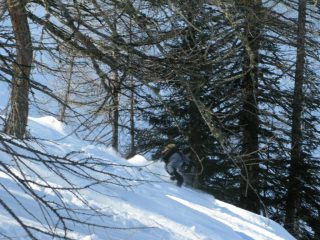 Nel bosco