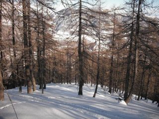 anche il bosco meriterebbe però..
