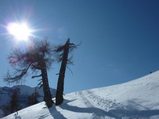 Alberi e sole