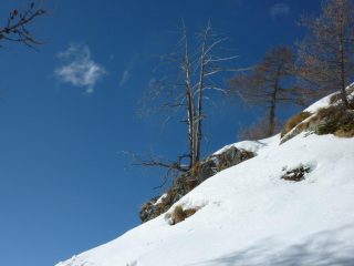 Alberi e nuvole