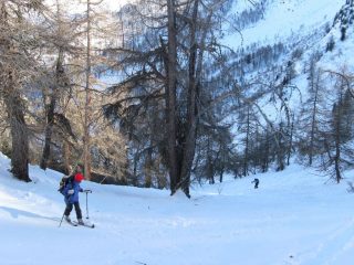 salendo nel bosco