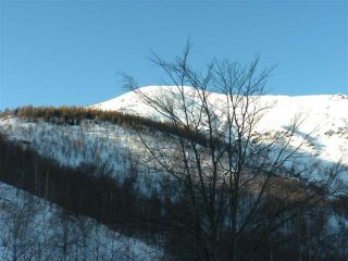 il bosco