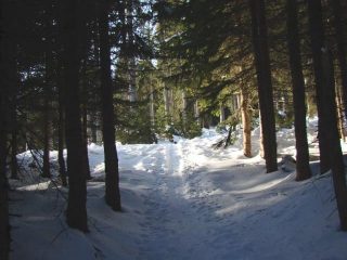  salendo nel bosco