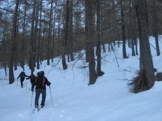 Salita nel lariceto