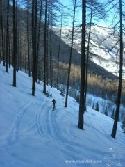 nella foresta