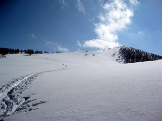 fuori dal bosco