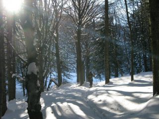 Luci nel bosco