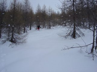 Discesa nel bosco