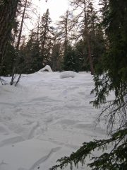 Il bosco