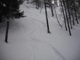 ripppido....