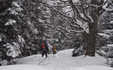 nel bosco fiabesco