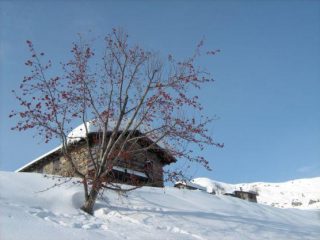 Alpeggio con albero
